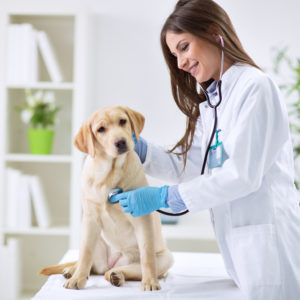 Veterinario-1